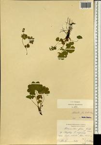 Alchemilla fissa Günther & Schummel, Eastern Europe, West Ukrainian region (E13) (Ukraine)