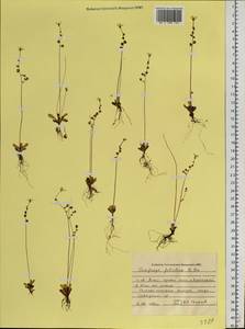 Micranthes foliolosa (R. Br.) Gornall, Siberia, Western Siberia (S1) (Russia)