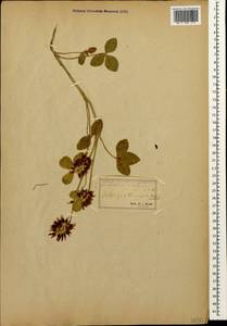 Trifolium ambiguum M.Bieb., Caucasus, Stavropol Krai, Karachay-Cherkessia & Kabardino-Balkaria (K1b) (Russia)