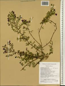 Fagonia cretica L., South Asia, South Asia (Asia outside ex-Soviet states and Mongolia) (ASIA) (Cyprus)