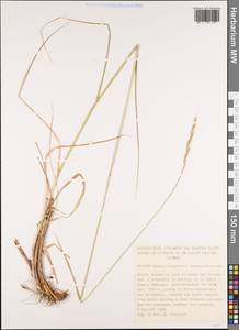 Elymus panormitanus (Parl.) Tzvelev, Western Europe (EUR) (Spain)