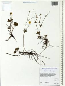 Ranunculus breyninus Crantz, Caucasus, Georgia (K4) (Georgia)