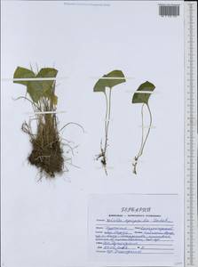 Viola epipsila Ledeb., Eastern Europe, Central forest-and-steppe region (E6) (Russia)