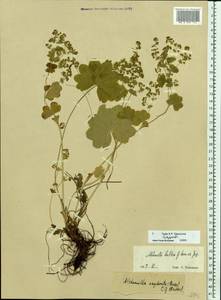 Alchemilla baltica Sam. ex Juz., Eastern Europe, Northern region (E1) (Russia)