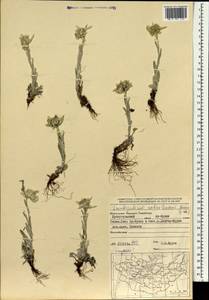 Leontopodium conglobatum (Turcz.) Hand.-Mazz., Mongolia (MONG) (Mongolia)