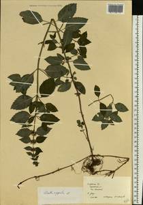 Mentha × piperita L., Eastern Europe, Central region (E4) (Russia)