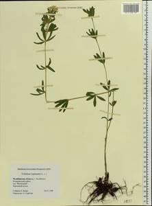 Trifolium lupinaster L., Eastern Europe, Eastern region (E10) (Russia)