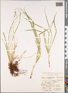Carex polyphylla Kar. & Kir., Caucasus, Georgia (K4) (Georgia)