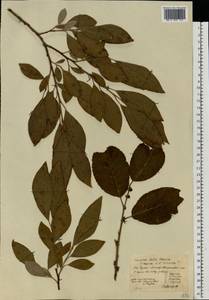 Salix caprea × cinerea, Eastern Europe, Central forest-and-steppe region (E6) (Russia)