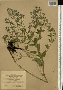 Nepeta ucranica subsp. parviflora (M.Bieb.) M.Masclans de Bolos, Eastern Europe, North Ukrainian region (E11) (Ukraine)