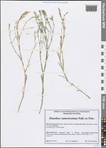 Dianthus ramosissimus Pall. ex Poir., Siberia, Western Siberia (S1) (Russia)