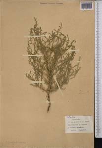 Salsola, Middle Asia, Karakum (M6) (Turkmenistan)