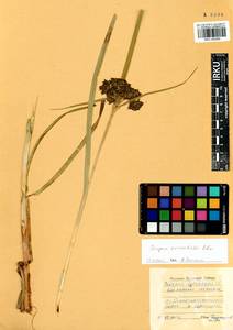 Scirpus orientalis Ohwi, Siberia, Baikal & Transbaikal region (S4) (Russia)