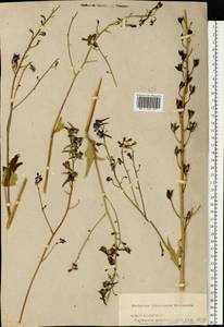 Delphinium elatum L., Eastern Europe, Central forest region (E5) (Russia)