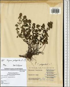 Thymus pulegioides L., Eastern Europe, Central region (E4) (Russia)