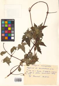 Clematis macropetala Ledeb., Siberia, Russian Far East (S6) (Russia)