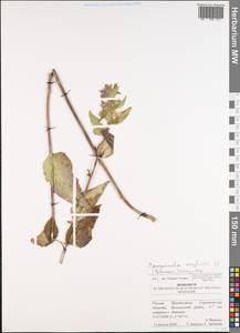 Campanula glomerata subsp. krylovii Olonova, Eastern Europe, Lower Volga region (E9) (Russia)