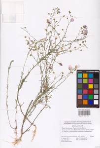 Linum perenne L., Eastern Europe, Lower Volga region (E9) (Russia)