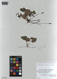 KUZ 018 176, Hydrocharis morsus-ranae L., Siberia, Altai & Sayany Mountains (S2) (Russia)