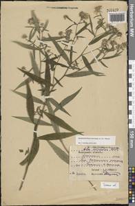Symphyotrichum novi-belgii (L.) G. L. Nesom, Eastern Europe, Central region (E4) (Russia)