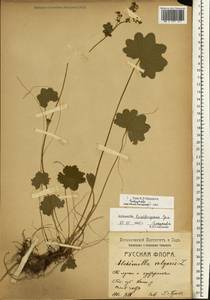 Alchemilla lindbergiana Juz., Eastern Europe, North-Western region (E2) (Russia)