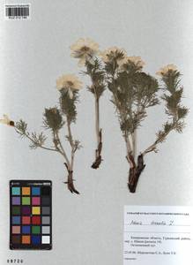 Adonis vernalis L., Siberia, Altai & Sayany Mountains (S2) (Russia)