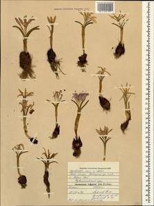 Colchicum trigynum (Steven ex Adam) Stearn, Caucasus, North Ossetia, Ingushetia & Chechnya (K1c) (Russia)