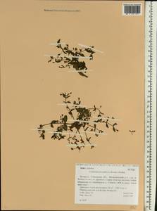 Lindernia procumbens (Krock.) Borbás, Eastern Europe, Belarus (E3a) (Belarus)