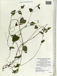 Viola ruppii All., Eastern Europe, North-Western region (E2) (Russia)