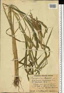Echinochloa oryzoides (Ard.) Fritsch, Eastern Europe, Lower Volga region (E9) (Russia)