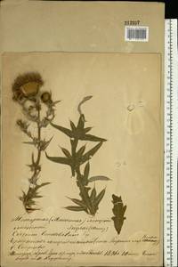 Cirsium vulgare (Savi) Ten., Eastern Europe, Rostov Oblast (E12a) (Russia)