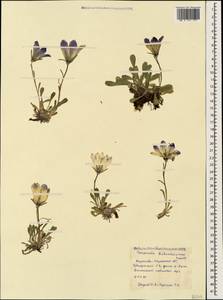 Campanula tridentata subsp. biebersteiniana (Schult.) Ogan., Caucasus, Stavropol Krai, Karachay-Cherkessia & Kabardino-Balkaria (K1b) (Russia)