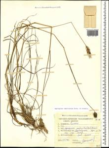 Agropyron cristatum (L.) Gaertn., Caucasus, Azerbaijan (K6) (Azerbaijan)