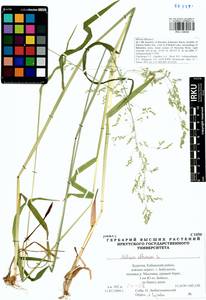 Milium effusum L., Siberia, Baikal & Transbaikal region (S4) (Russia)