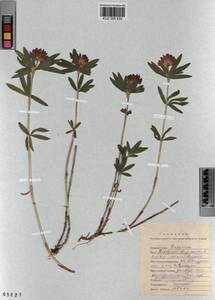 KUZ 000 832, Trifolium lupinaster L., Siberia, Altai & Sayany Mountains (S2) (Russia)