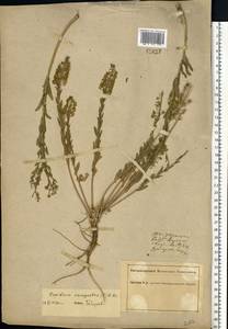 Lepidium campestre (L.) W.T.Aiton, Eastern Europe, South Ukrainian region (E12) (Ukraine)