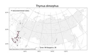 Thymus dimorphus Klokov & Des.-Shost., Atlas of the Russian Flora (FLORUS) (Russia)