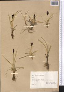 Carex orbicularis Boott, Middle Asia, Pamir & Pamiro-Alai (M2) (Tajikistan)