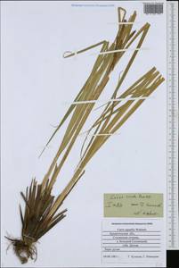 Carex recta Boott, Eastern Europe, Northern region (E1) (Russia)