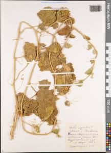 Cucumis melo var. agrestis Naudin, Middle Asia, Kopet Dag, Badkhyz, Small & Great Balkhan (M1) (Turkmenistan)