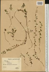 Vaccinium oxycoccos L., Eastern Europe, Northern region (E1) (Russia)