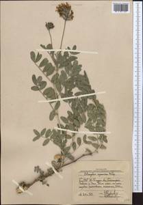 Astragalus ugamicus Popov, Middle Asia, Western Tian Shan & Karatau (M3) (Uzbekistan)