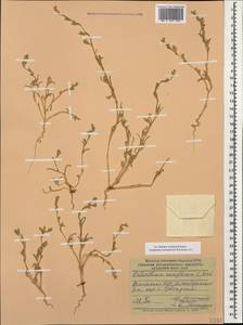 Halimocnemis rarifolia (K.Koch) Akhani, Caucasus, Armenia (K5) (Armenia)