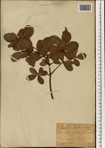 Quercus phillyreoides A.Gray, South Asia, South Asia (Asia outside ex-Soviet states and Mongolia) (ASIA) (Japan)