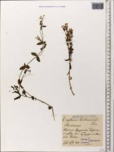 Centaurium erythraea Rafn, Caucasus, Georgia (K4) (Georgia)