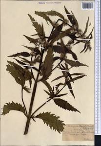 Stachyopsis oblongata (Schrenk) Popov & Vved., Middle Asia, Northern & Central Tian Shan (M4) (Kazakhstan)