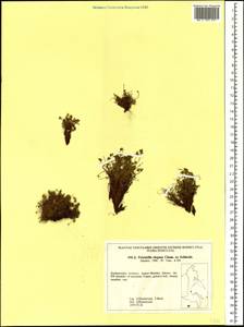 Potentilla elegans Cham. & Schltdl., Siberia, Russian Far East (S6) (Russia)