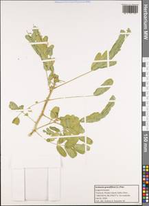 Sesbania grandiflora (L.)Pers., South Asia, South Asia (Asia outside ex-Soviet states and Mongolia) (ASIA) (Thailand)