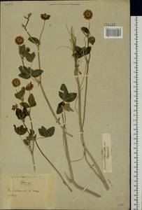 Trifolium hybridum L., Eastern Europe, Belarus (E3a) (Belarus)