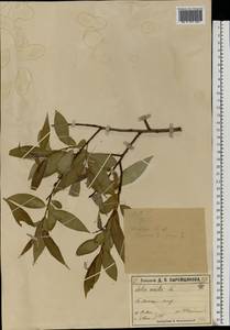 Salix × rubens Schrank, Eastern Europe, Moscow region (E4a) (Russia)